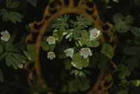 Wallpaper A Close Up of a Plant with White Flowers
