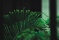 Wallpaper A Green Plant in Front of a Window