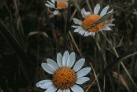Wallpaper A Group of White and Orange Flowers in a Field