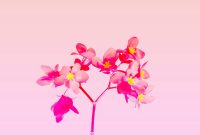 Wallpaper A Pink Flower with Yellow Centers on a Stem