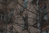 Wallpaper A Leafless Tree Before a Building